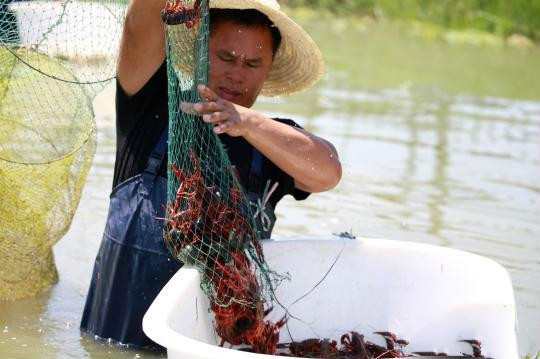 中国人1年吃2千多亿元小龙虾 揭秘养殖场
