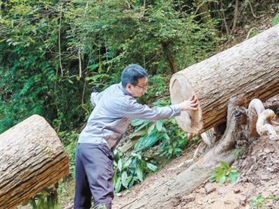 30年与青山为伴 烈日淬炼的西湖绿脉守护者