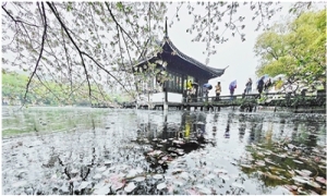 烟雨西湖 落“樱”缤纷